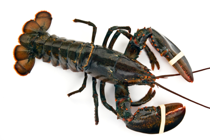 maine lobster-1.jpg